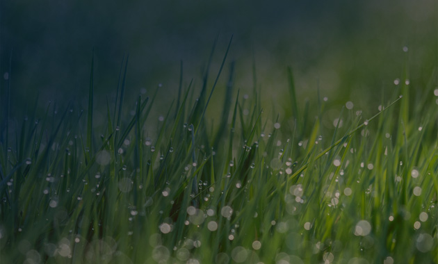  Green grass with water drops